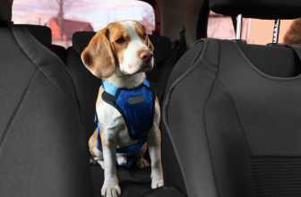 Transporte personalizado para tu mascota!