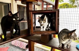 FELINI – Hotel de Gatos MONTEVIDEO