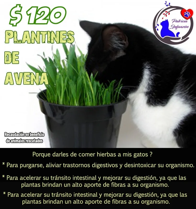 Plantines de avena - Imagen 2