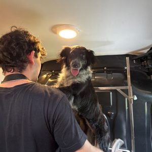 Peluqueria Canina a Domicilio. UrvanCanin – Baño Deluxe
