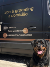 Peluqueria Canina a Domicilio. UrvanCanin – Baño Deluxe