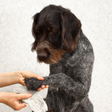 Sabes porqué no deberías usar toallitas húmedas con tu perro o gato?