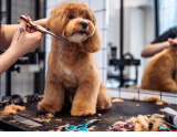 Tienes una peluqueria para mascotas? Afilo tus cuchillas!
