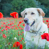¡Primavera en el Aire! Consejos Imperdibles para Cuidar a tu Mascota Esta Temporada 🎉🐶🌸🌷🌼