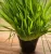 Plantines de avena