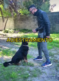 Adiestramiento canino