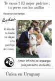 ¿Te casas? Tu perrito te lleva los anillos! 💍👰‍♀️