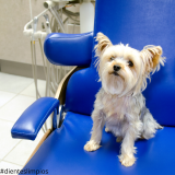 Consejos para mantener limpios los dientes de tus mascotas