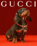 Tendencias 2025. Conoce lo Último en el Mundo de las Mascotas