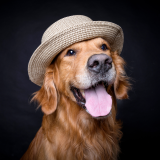 Nueva etapa en la evolución de los perros: los científicos detectan cambios y nos alertan