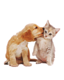 Preparación Para La Llegada De Tu Mascota